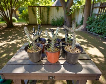 Cactus Cholla Vivo – Suculenta Escultural del Desierto, Fácil de Cuidar, (¡DOS POR EL PRECIO DE UNO hasta el 1 de mayo!)