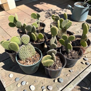 Bunny ear cactus - Etsy.de