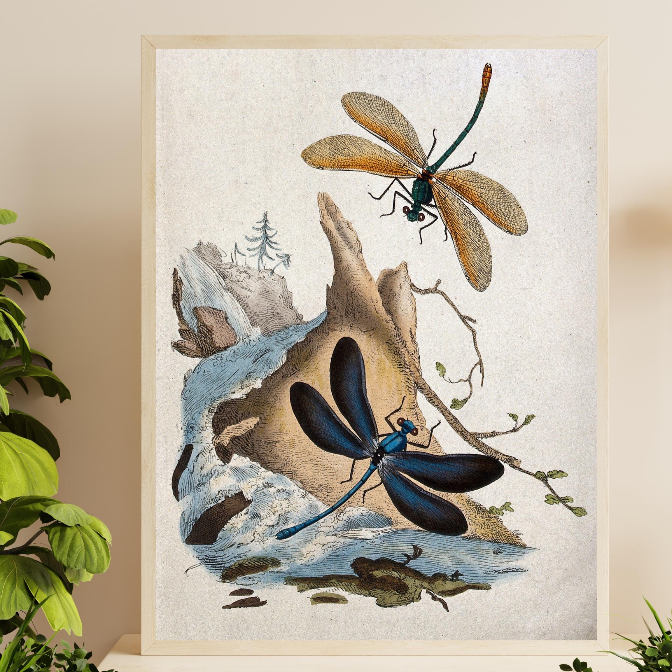 Vintage Dragonfly Art Print - Antique Insect Botanical Farmhouse Wall ...
