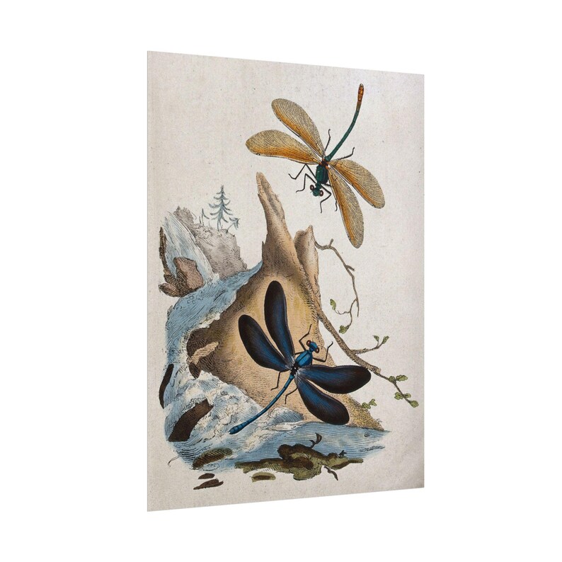 Vintage Dragonfly Art Print - Antique Insect Botanical Farmhouse Wall ...