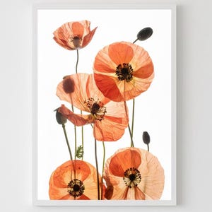 May include: A framed print featuring several orange poppy flowers with dark centers and black seed pods. The flowers are set against a white background, creating a striking contrast. The artwork is encased in a white frame.