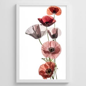 May include: A framed print featuring a vertical arrangement of delicate poppy flowers. The poppies display a range of colors, from deep burgundy to soft pink and orange, with dark centers. The white frame provides a clean, modern aesthetic.