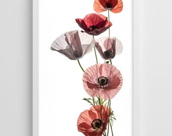 Pink Poppy Wall Art – Botanical Flower Photography Print, Soft Floral Decor, Translucent Poppies Poster, Minimalist Nature Artwork