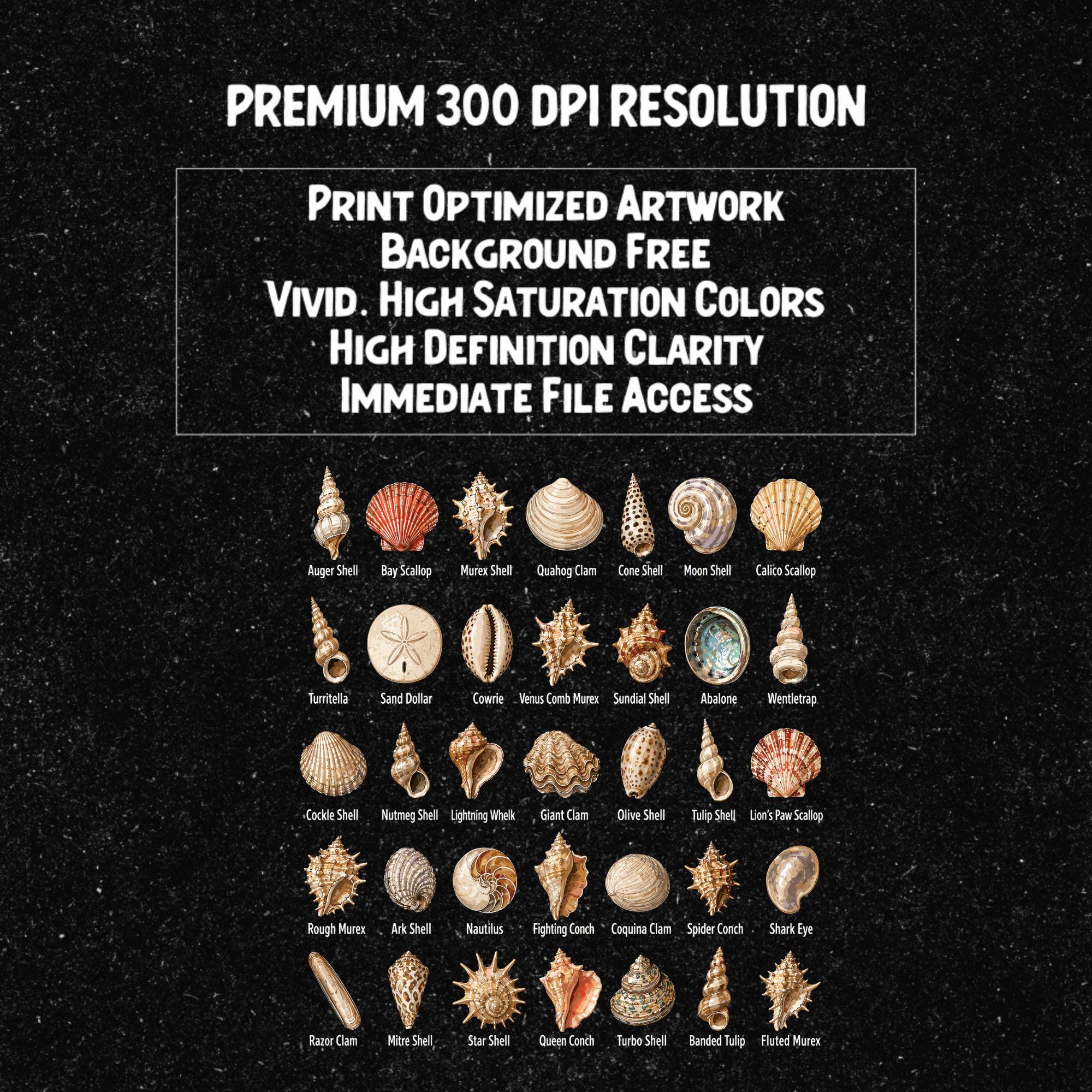Seashell Identification Chart, Beach Collector Design (PNG SVG) - Etsy