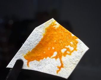 2x Badhamia utricularis Sclerotia, Slijmzwam, Slijm, Klomp, Wetenschappelijk experiment, Leuk voor kinderen