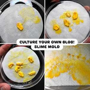 Op de afbeelding: Een slijmzwamkweekset met vier panelen die gele slijmzwam laten zien die groeit op wit filtreerpapier in doorzichtige petrischalen. De tekst "CULTURE YOUR OWN BLOB! SLIME MOLD" staat in het midden van de afbeelding over de vier panelen.