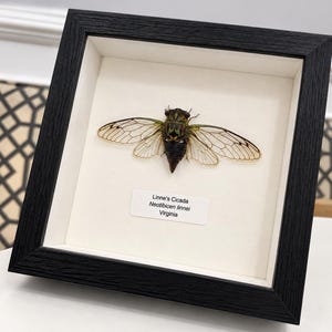 Puede incluir: Un espécimen de cigarra de Linne preservado, montado en un marco negro cuadrado con un paspartú blanco. El insecto presenta alas translúcidas con venas y un cuerpo oscuro con patrones. Una etiqueta blanca indica: Linne's Cicada, Neotibicen linnei, Virginia.