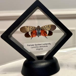 May include: A preserved female spotted lanternfly, Lycorma delicatula, displayed in a black, diamond-shaped frame. The insect has tan and black spotted wings, with red and white markings on its body. The frame sits on a black base, with a label that reads "Virginia."