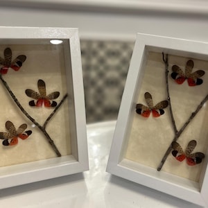 Puede incluir: Dos obras de arte enmarcadas con marcos blancos. Cada marco contiene una rama con varios objetos marrones y rojos con forma de insecto. El fondo es de color beige claro.