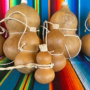 May include: A collection of five natural, tan-colored dried gourds of varying sizes, each featuring a rounded, bulbous shape with a narrow neck. Each gourd is topped with a light-colored, textured stopper and wrapped in thin, light-colored twine.