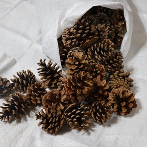 White Pine Cones: 12 Small Pinecones Rustic Holiday Decor