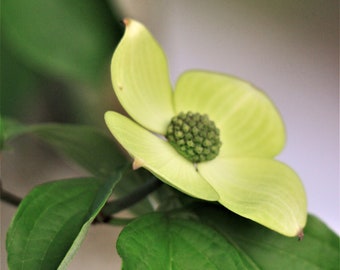 Dogwood in April