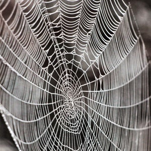 Web