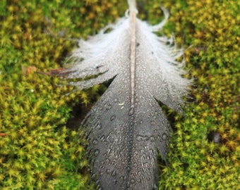 Feather on Moss