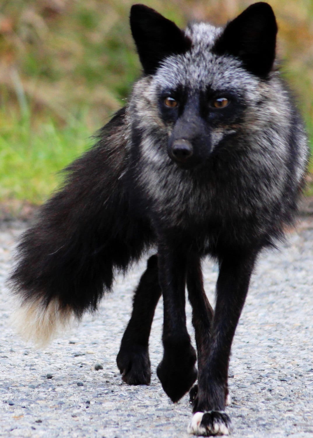 Black Fox Black Fox