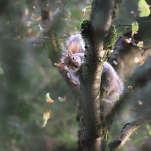 Squirrel