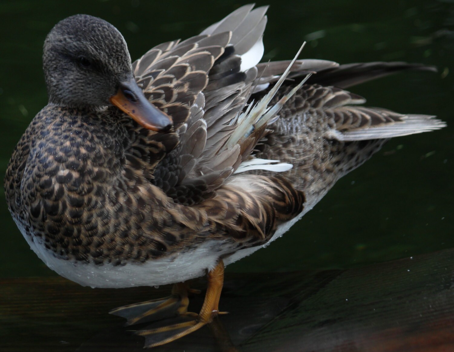 Bird With a Broken Wing - Etsy Israel, image size:1500x1162