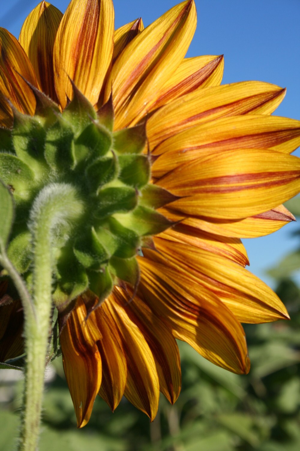Sale Sunflower Backside 5 X 7 Color Print Etsy