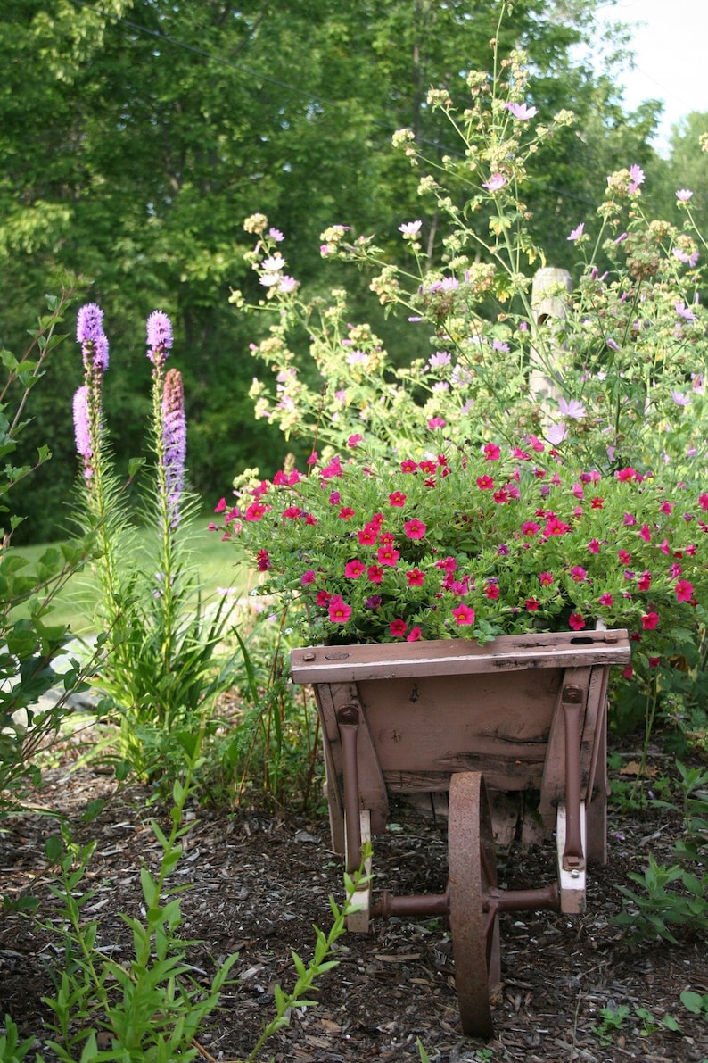 Download Garden wheelbarrow of flowers print matted & framed 11 x 14 | Etsy