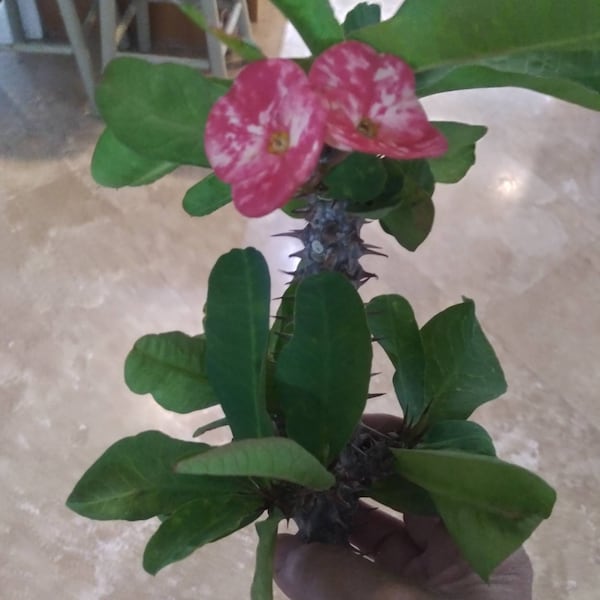 Crown of Thorns CUTTING - EUPHORBIA MILII Corona de Christo  Pink marble Large 'Sunset Boulevard Succulent Tropical Thai Hybrid Poysean