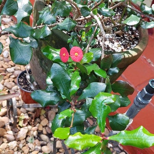 Crown of Thorns Euphorbia Geroldii Thornless  - EUPHORBIA MILII - Corona de Christo Thai Hybrid  Cactus.