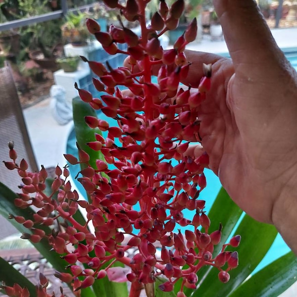 BROMELIAD Aechmea 'Burning Bush' Stunning Flaming Red! Plant