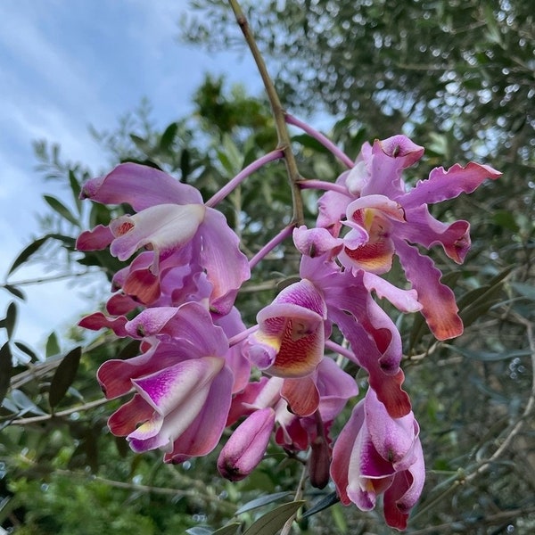 Myrmecophila (syn. Schomburgkia) tibicinis  Cane ORCHID