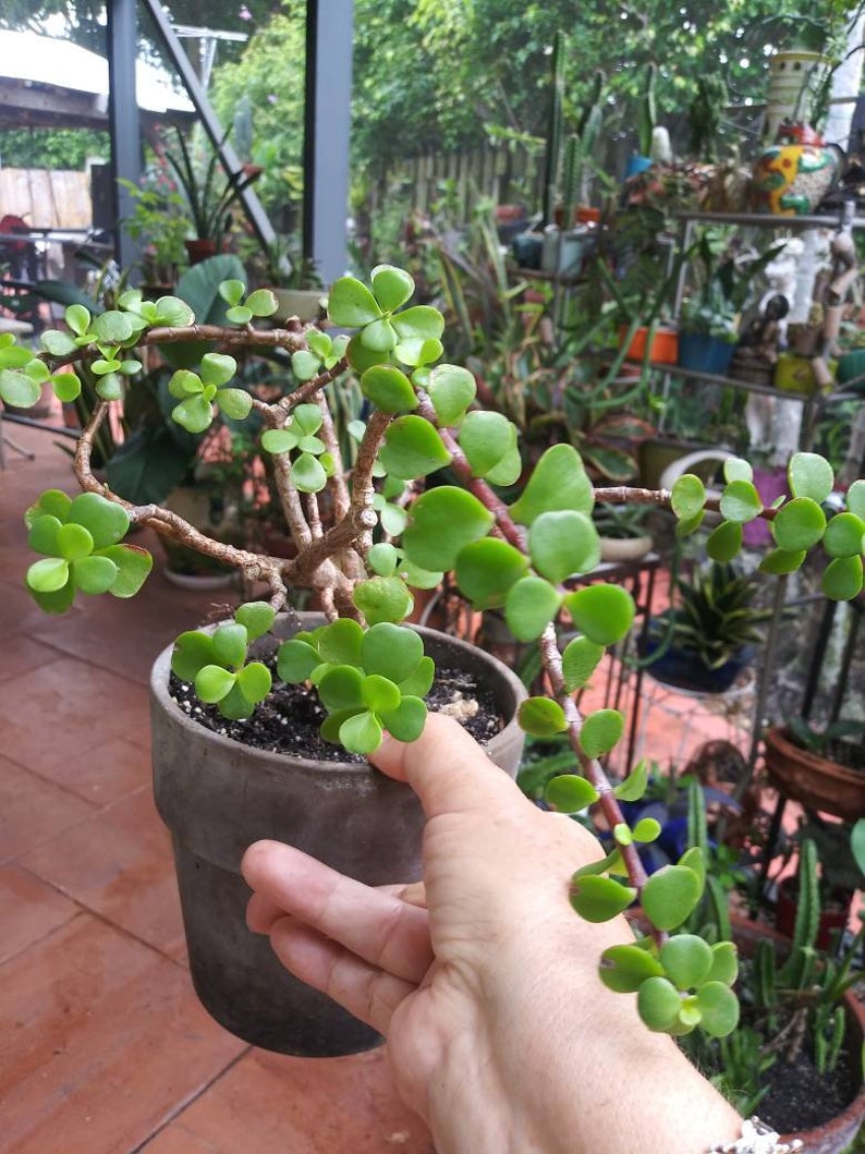 Baby elephant bush Dwarf Jade Plant Portulacaria Afra Etsy
