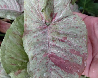 Syngonium Milk Confetti