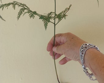 Rabbit's Foot Fern Cutting - House Plant - rhizome with "1" leaf Davallia fejeen