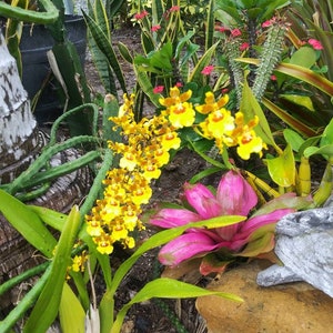 ORCHID Oncidium Dancing Lady Orchid  Golden Shower Live Plant (similar to pic 2)