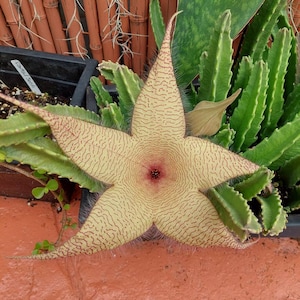 STARFISH succulent cactus STAPILIA GIGANTEA rooted Plant - Zulu Giant Carrion (pic 3)