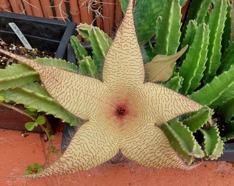 STARFISH succulent cactus STAPILIA GIGANTEA rooted Plant - Zulu Giant Carrion (pic 3)