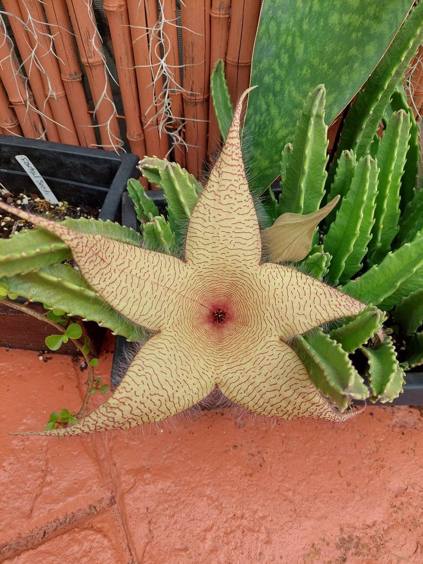 STARFISH succulent cactus STAPILIA GIGANTEA rooted Plant - Zulu Giant Carrion (pic 3)