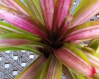 Bromeliad Neoregelia Neo Martin - live exotic plant Loves full sun