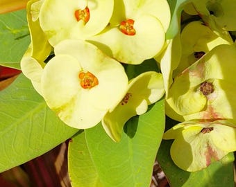 May include: A cluster of pale yellow Euphorbia milii flowers, also known as crown of thorns, featuring rounded petals and small, orange-red centers. The blossoms are surrounded by smooth, bright green, oval-shaped leaves under bright sunlight.