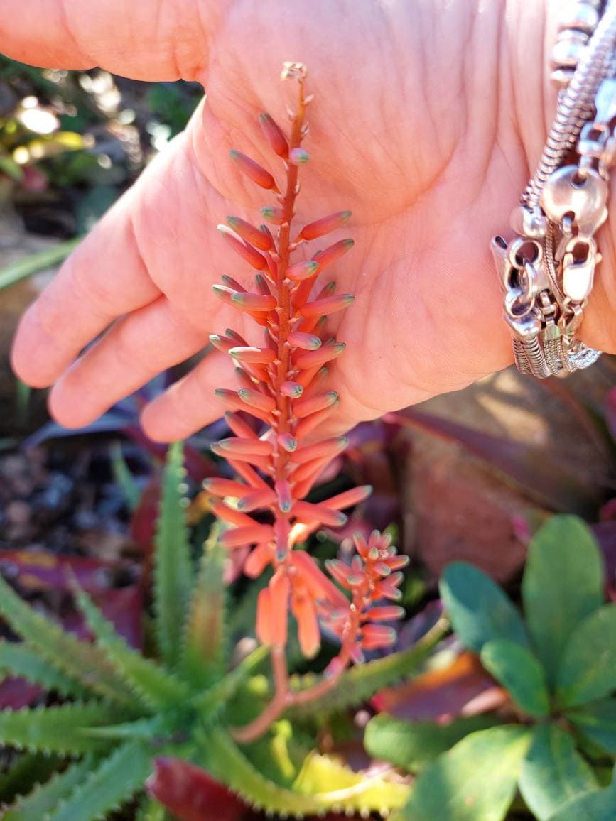 Aloe Vera 'night Sky' Hybrid Succulent - Tiger Tooth Aloe - Rare - Etsy