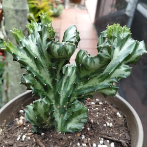 Euphorbia Lactea Crested Cactus Cutting: Coral Rock varigated Plant