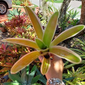 Blushing Bromeliad - Neoregelia variegated plant