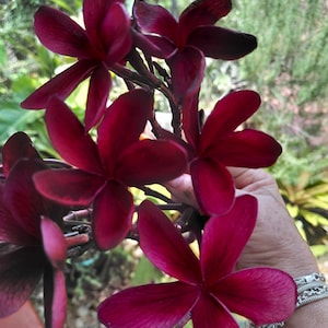 Hawaiian Deep Red Ulaula Plumeria (Frangipani) Plant Top Cutting  &quot;Mavina&quot;