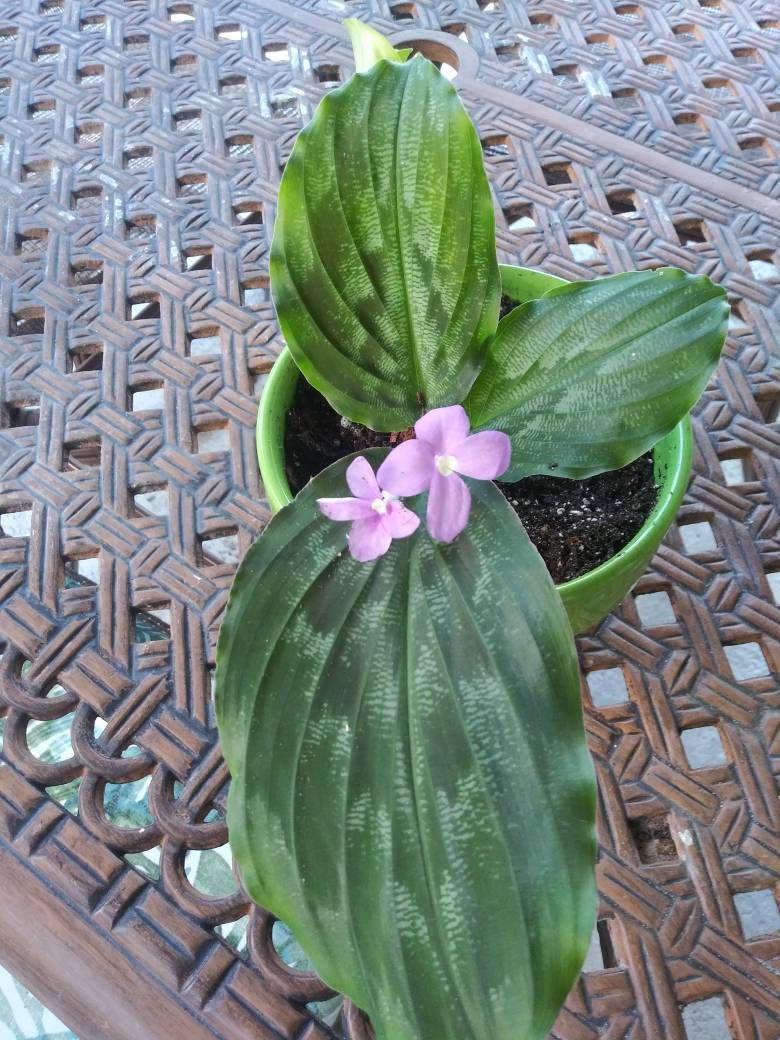 Peacock Ginger plant - Resurrection - Lily Kaempheria
