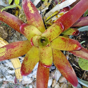 Bromeliad neoregelia Martin live tropical plant indoor/outdoor  small size