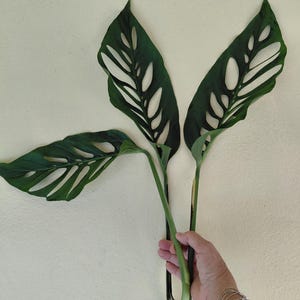 sage herb plant Sage, Broadleaf (Salvia officinalis) - 50 Seeds