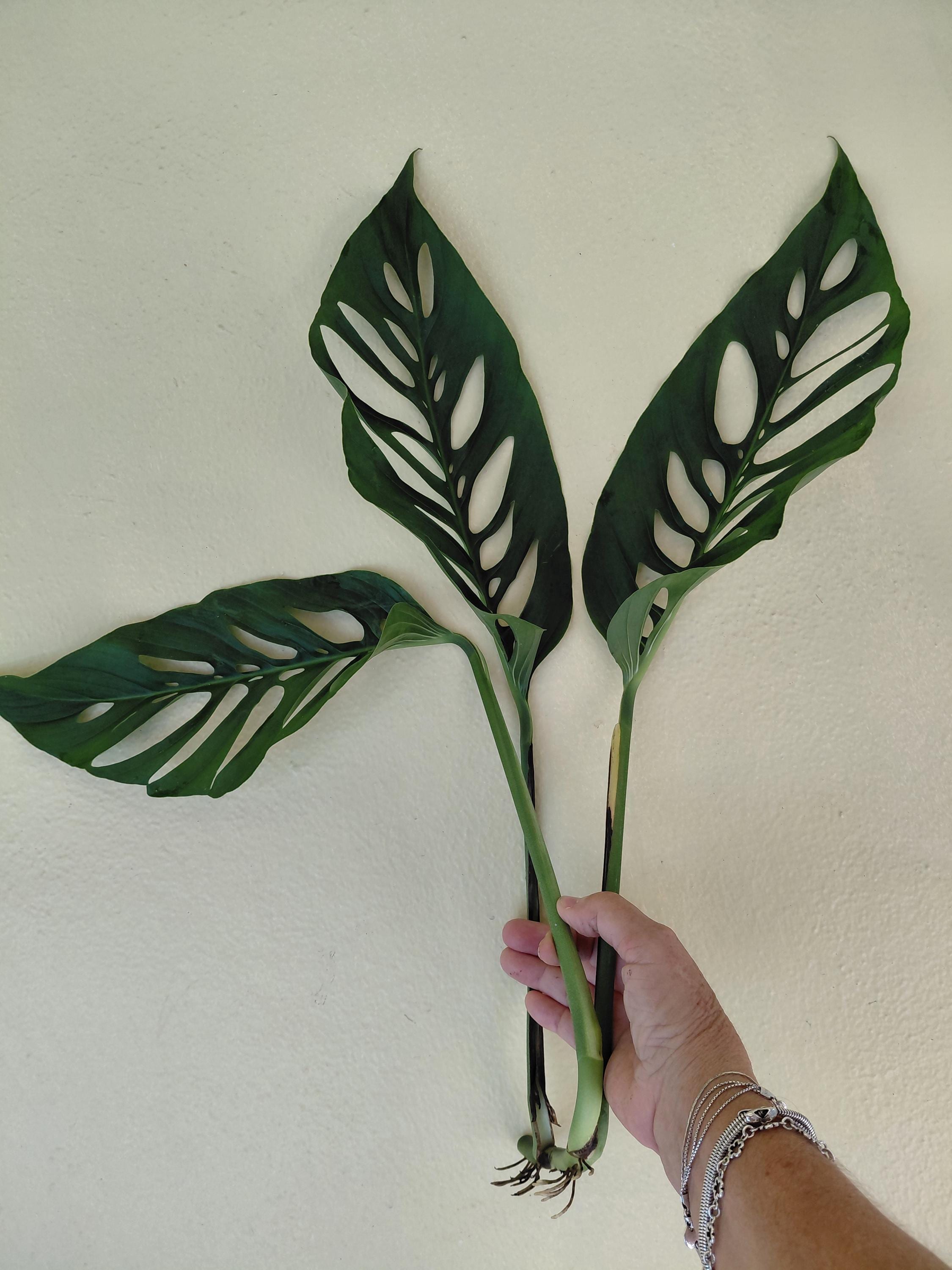 monstera small form vs large form Monstera Deliciosa Mint Variegated (Large Form) *Grower's Choice*