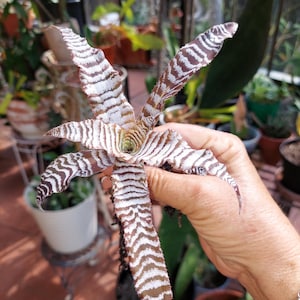 Bromeliad &quot;Absolute Zero&quot; Earth Star Cryptanthus