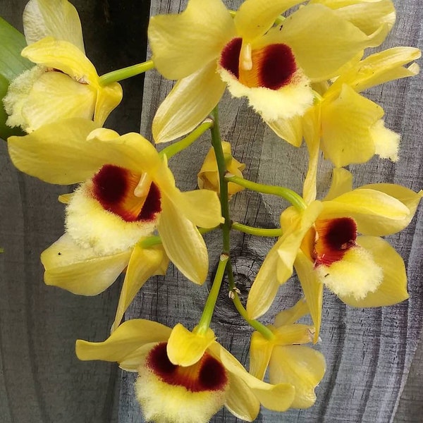 Dendrobium Gatton Sunray 8" ORCHID large cane (Young plant) yellow cluster of Flowers