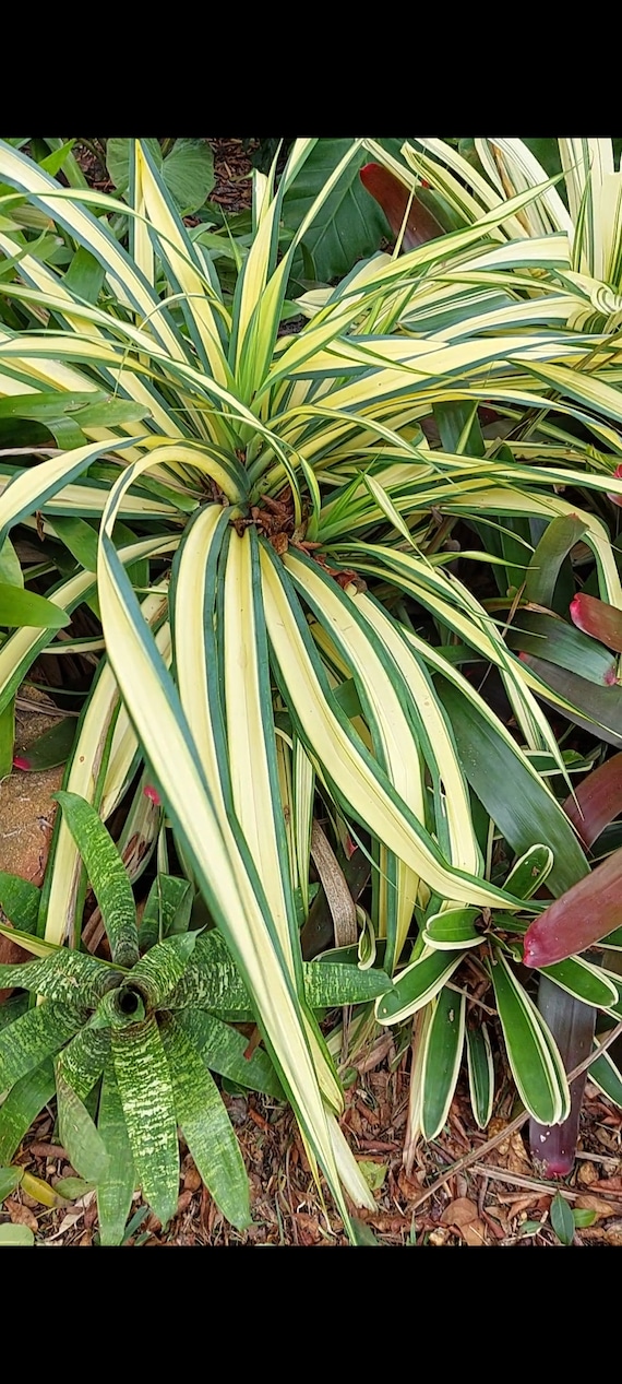 Phormium 'Yellow Wave' | Buy Online With Arboretum IE