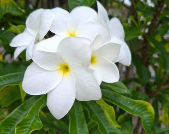 Plumeria Pudica Variegata, Snow Bridal Bouquet - White Arrow Leaf Plumeria Pudica Variegata, Snow Bridal Bouquet - White Arrow Leaf