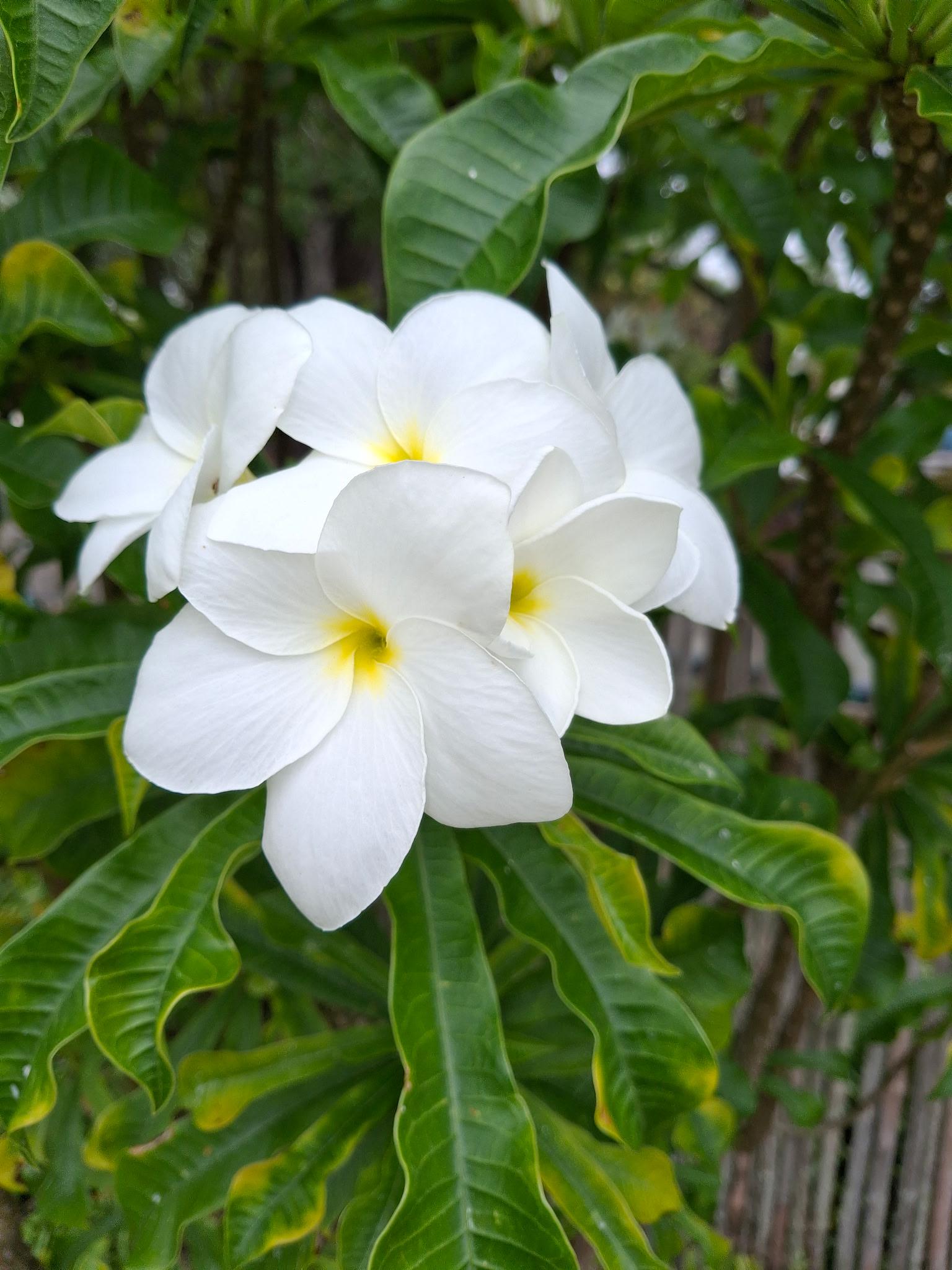 Plumeria Pudica Variegata, Snow Bridal Bouquet - White Arrow Leaf