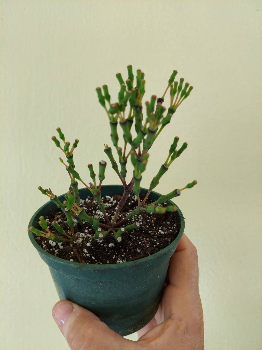 Rhipsalis salicornioides Succulent House Plant Windowsil Yellow Flower